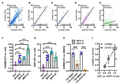 Erratum: Regulation of the Muscarinic M3 Receptor by Myocardin-Related Transcription Factors